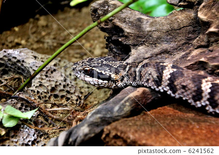 毒蛇 毒蛇 6241562