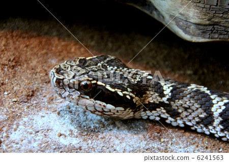 毒蛇 毒蛇 6241563
