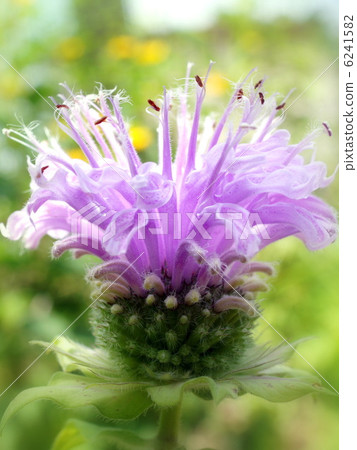 Moldana (light purple): bergamot Moldana (light purple): bergamot 6241582