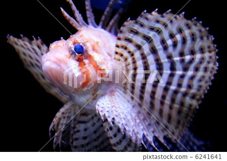 Bolo rockfish 6241641