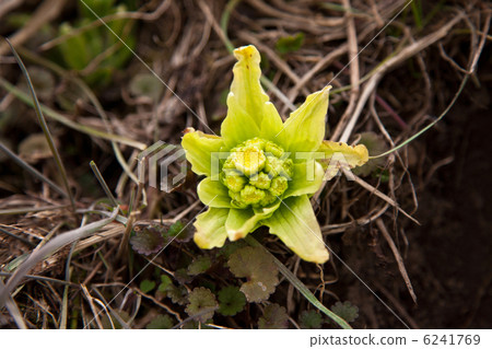 竹子在山上開花 竹子在山上開花 6241769