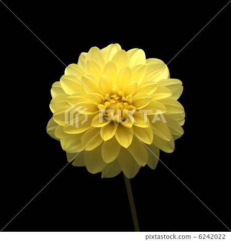Flower _ 1403 6242022