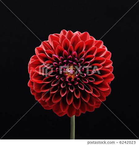 Flower _ 0426 6242023