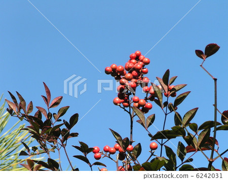 A red nanten shining in the blue sky A red nanten shining in the blue sky 6242031