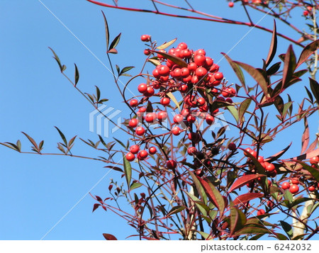 發光在藍天的紅色nanten 發光在藍天的紅色nanten 6242032