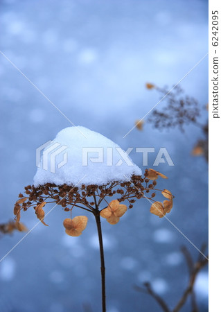 Withered plants that snowy 6242095