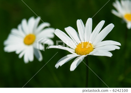 瑪格麗特 6242100