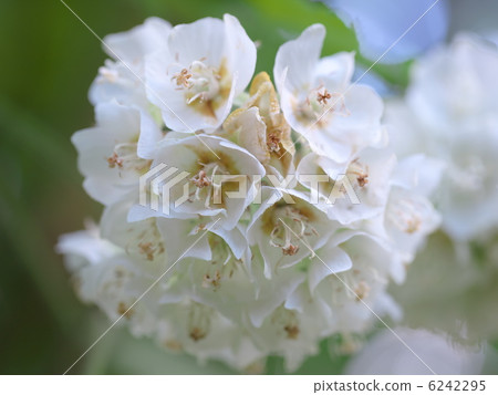 Donbeya · Chiria care 6242295