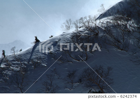 Senjakikikaru 6242374