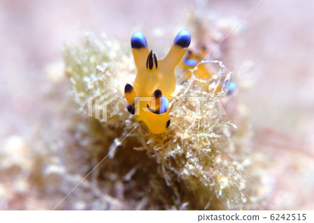 Udafuritsuzaya Umizushi 6242515