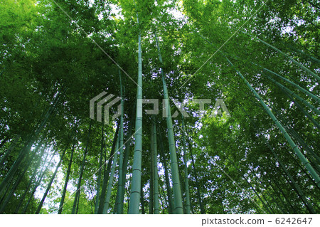 Shinko Buddha Temple竹林 Shinko Buddha Temple竹林 6242647