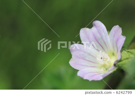 Zenibaoa花 Zenibaoa花 6242799