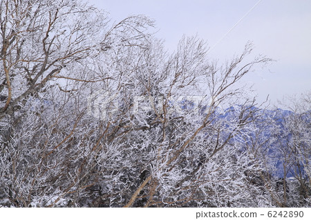 A tree A tree 6242890