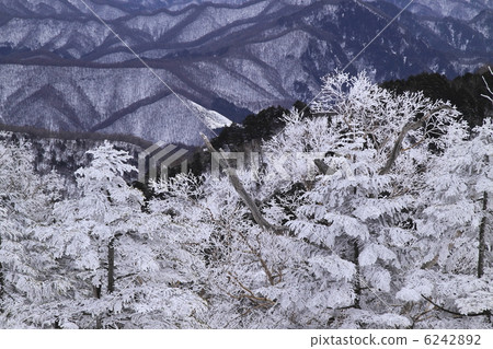 A tree A tree 6242892