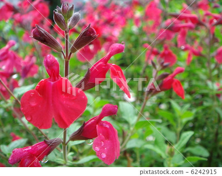Cherry sage (red) Cherry sage (red) 6242915