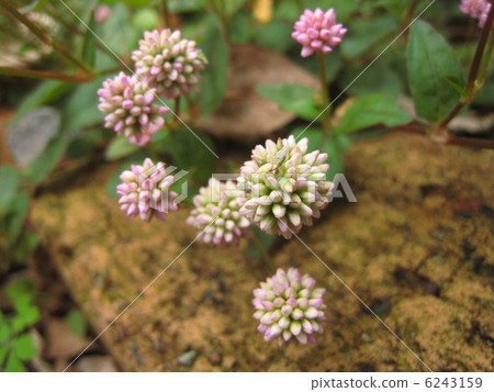 蓼屬植物花 6243159