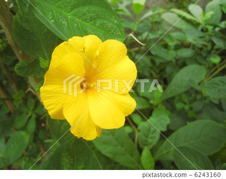 Flower of Kivanama 6243160