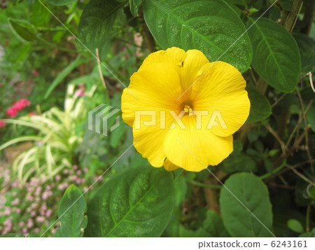 Flower of Kivanama Flower of Kivanama 6243161