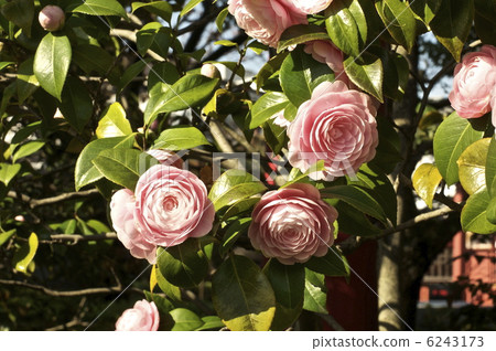 盛大的“Otome Tsubaki”（東京台東區） 6243173