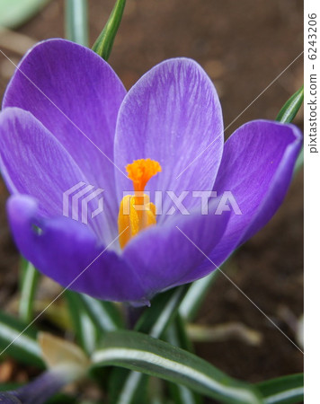 Crocus (purple) Crocus (purple) 6243206