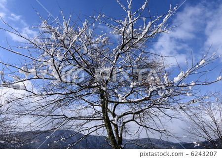 Winter trees and blue sky Winter trees and blue sky 6243207