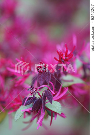 Safflower Tokiwa Full Flower and Shoot. 6243267