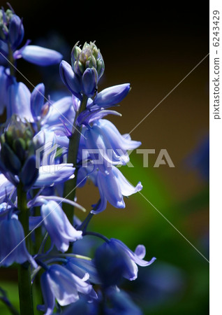 Fishing bell Daffoderma bluegrass syseen aka Schiller Campanula 6243429