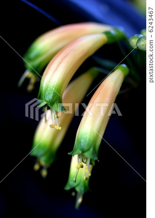 Uke Gutsiksilan 6243467