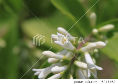 Flower of Ibotanoki 6243468