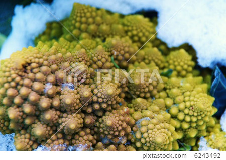 西蘭花(Roccoeve·Romanesco·Natalino)和第一場雪 西蘭花(Roccoeve·Romanesco·Natalino)和第一場雪 6243492