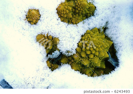 西蘭花(Roccoeve·Romanesco·Natalino)和第一場雪 西蘭花(Roccoeve·Romanesco·Natalino)和第一場雪 6243493