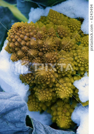 西蘭花（Roccoeve·Romanesco·Natalino）和第一場雪 6243494