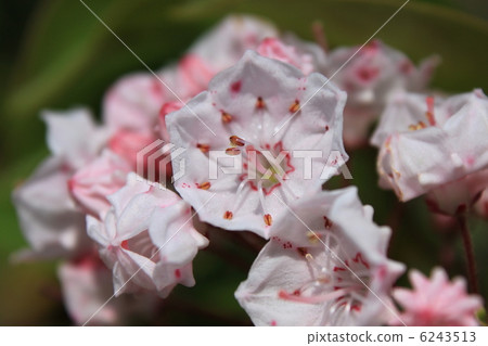 Flowers of Kalmire 6243513