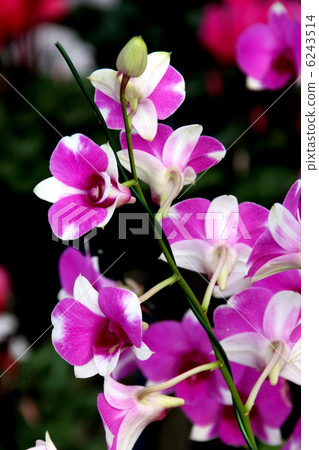 Orchid flower Orchid flower 6243514