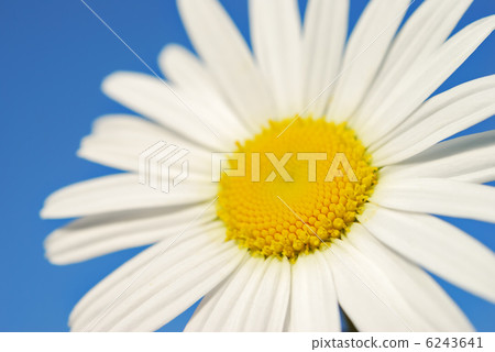 Camomile Camomile 6243641