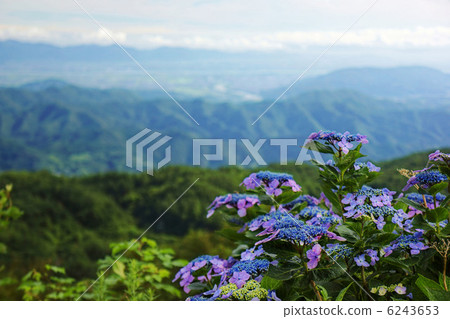 鳥瞰圖花 6243653