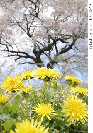 One-tree cherry blossoms on a rice field One-tree cherry blossoms on a rice field 6243849