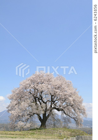 One-tree cherry blossoms on a rice field 6243856