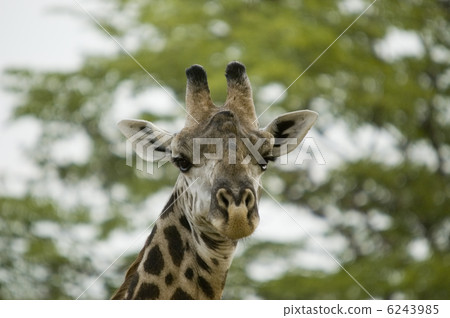 Giraffe Giraffe 6243985