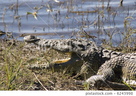 Crocodile Crocodile 6243998