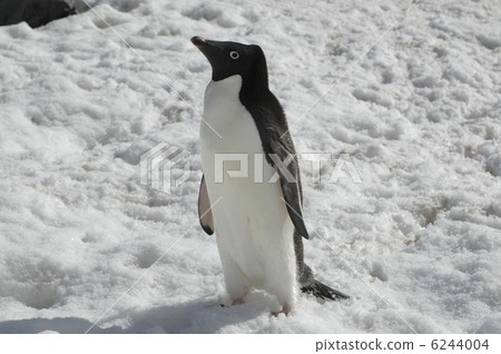 Adelie penguin 6244004
