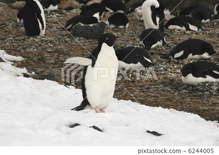 Adelie penguin 6244005