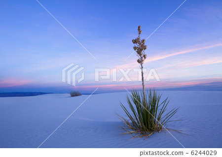 Twilight's White Sands 6244029