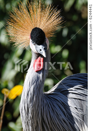 White-crowned crane 6244441