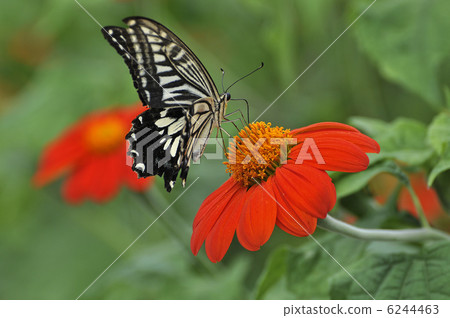 蝴蝶的天堂 6244463