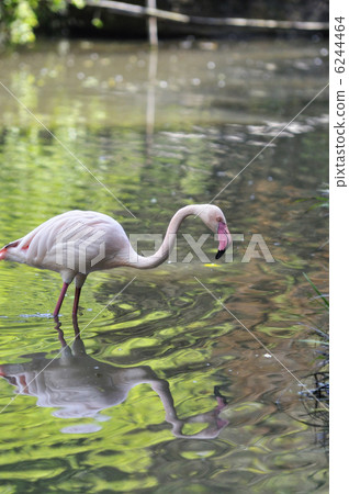 火烈鳥 火烈鳥 6244464