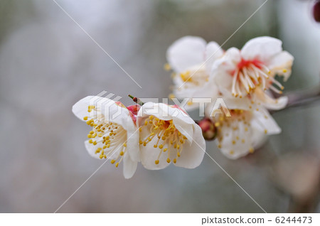 梅花 6244473