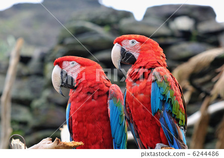 Scarlet macaw Scarlet macaw 6244486