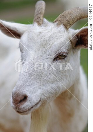山羊的肖像 6244487