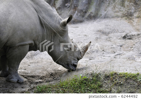 Rhino portrait 6244492